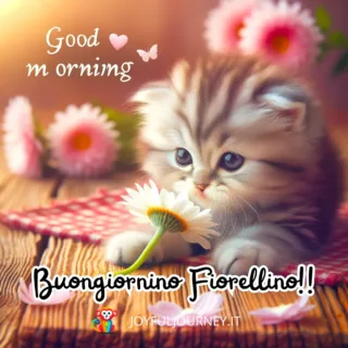 Immagini buongiorno gatti. Immagini del buongiorno con gattini piccoli e fiori, con auguri di buona giornata - JoyfulJourney.it01