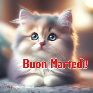 Immagine del buongiorno buon martedì: un cucciolo di gatto molto dolce e tenero e la scritta "Buon martedì", per augurare buona giornata su WhatsApp