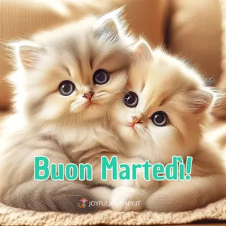 Immagine del buongiorno buon martedì: due gattini e la scritta "Buon martedì", per augurare buona giornata su WhatsApp