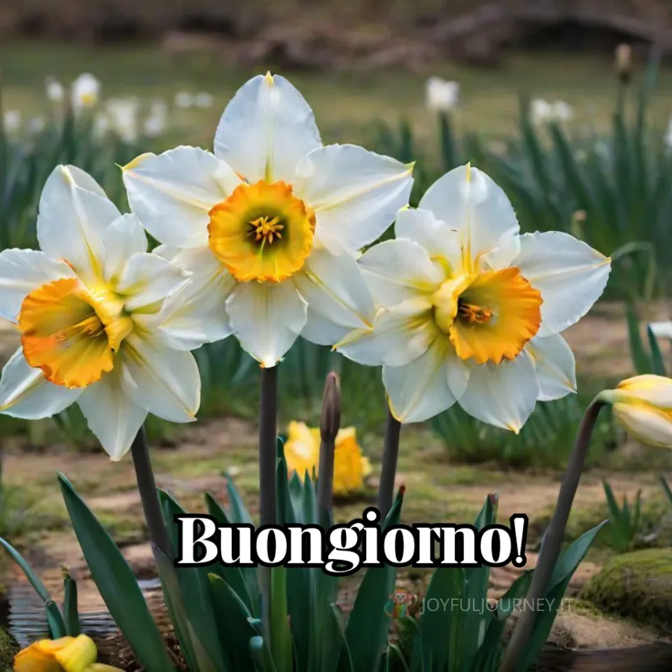 Immagini Buongiorno Fiori: Foto di fiori con la scritta "Buongiorno!", per augurare buona giornata con un fiore.